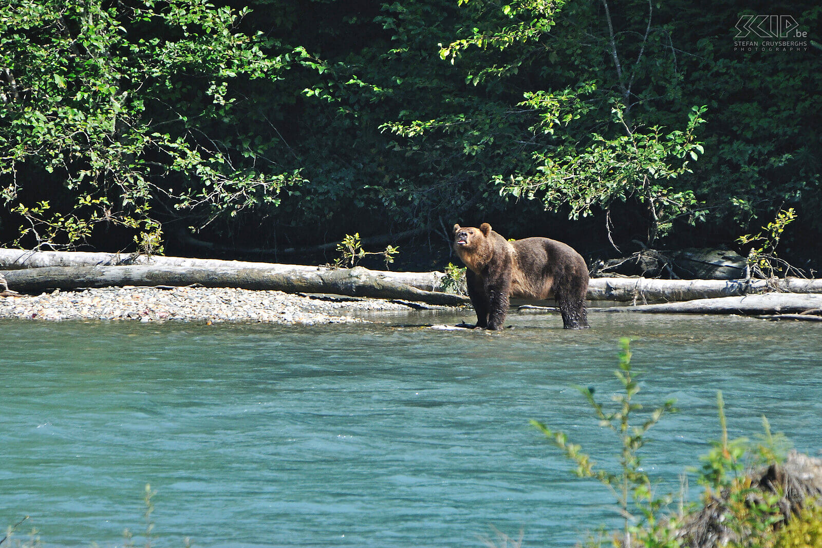 Bute Inlet - Bruine beer Ook vanuit Campbell River vertrekken we voor een tocht naar Bute Inlet in het Greate Bear Rainforest. Vanuit enkele kijkhutten kunnen we op 2 uur tijd 4 bruine beren spotten. Bruine beren die hoog in de bergen leven worden 'grizzlyberen' genoemd terwijl de bruine beren aan de kust meestal 'coastal brown bears' genoemd worden. Stefan Cruysberghs